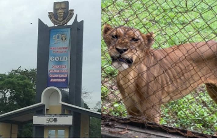 9-years Lion kills Zoo Keeper in OAU