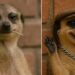 What is a Meerkat? – The New Trending Meme