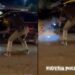 Outrage as Police Officer Shoots Car Tire for Alleged Stop Order Violation (Video)